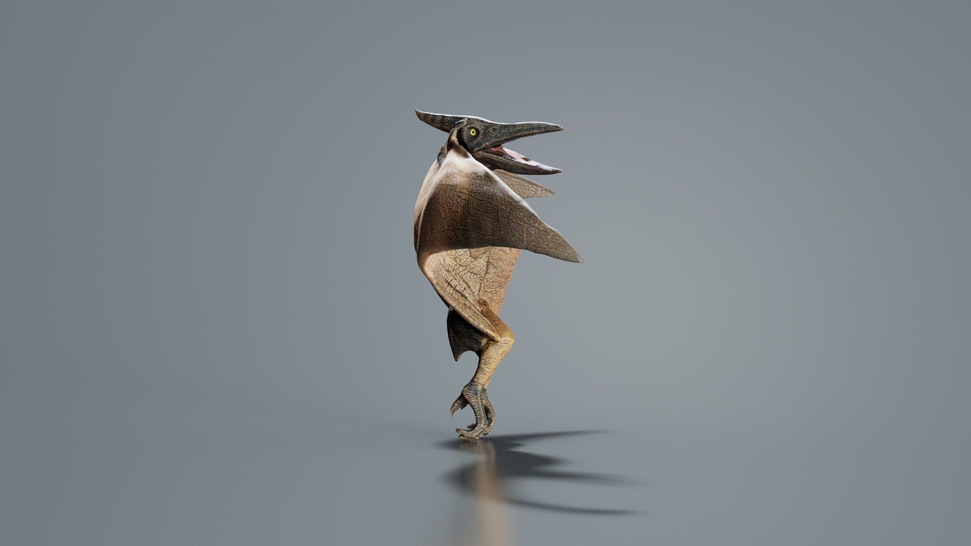 Pterodactylus Low-poly 3D model_6