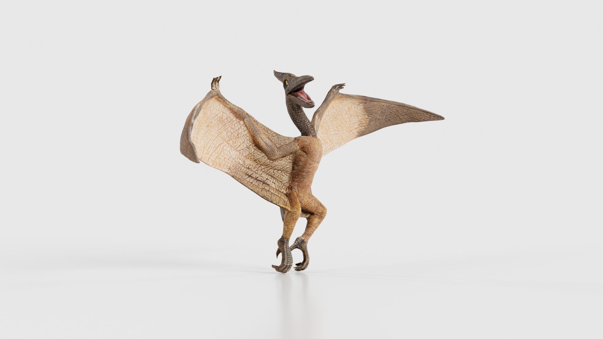 Pterodactylus Low-poly 3D model_17