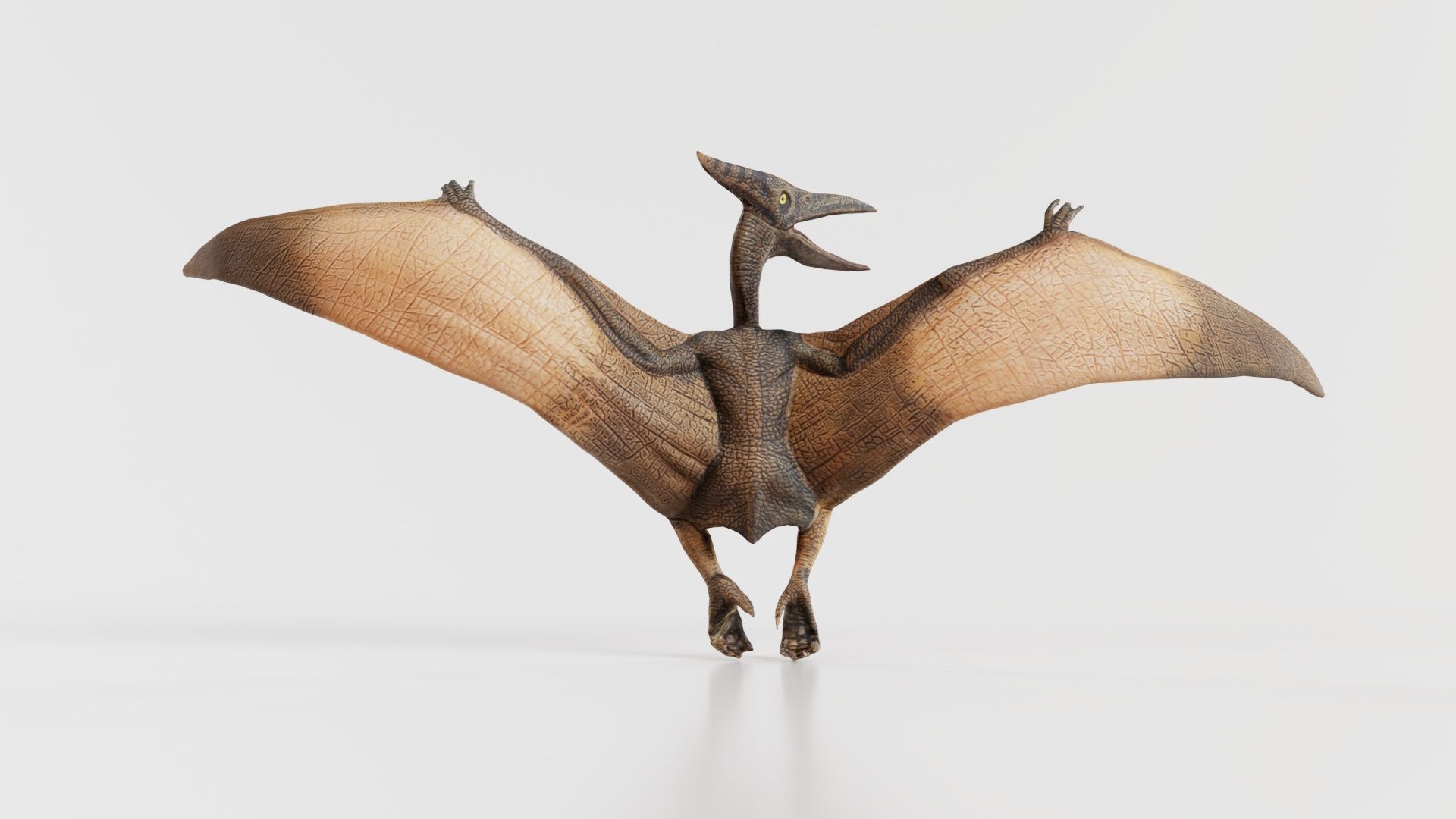Pterodactylus Low-poly 3D model_8