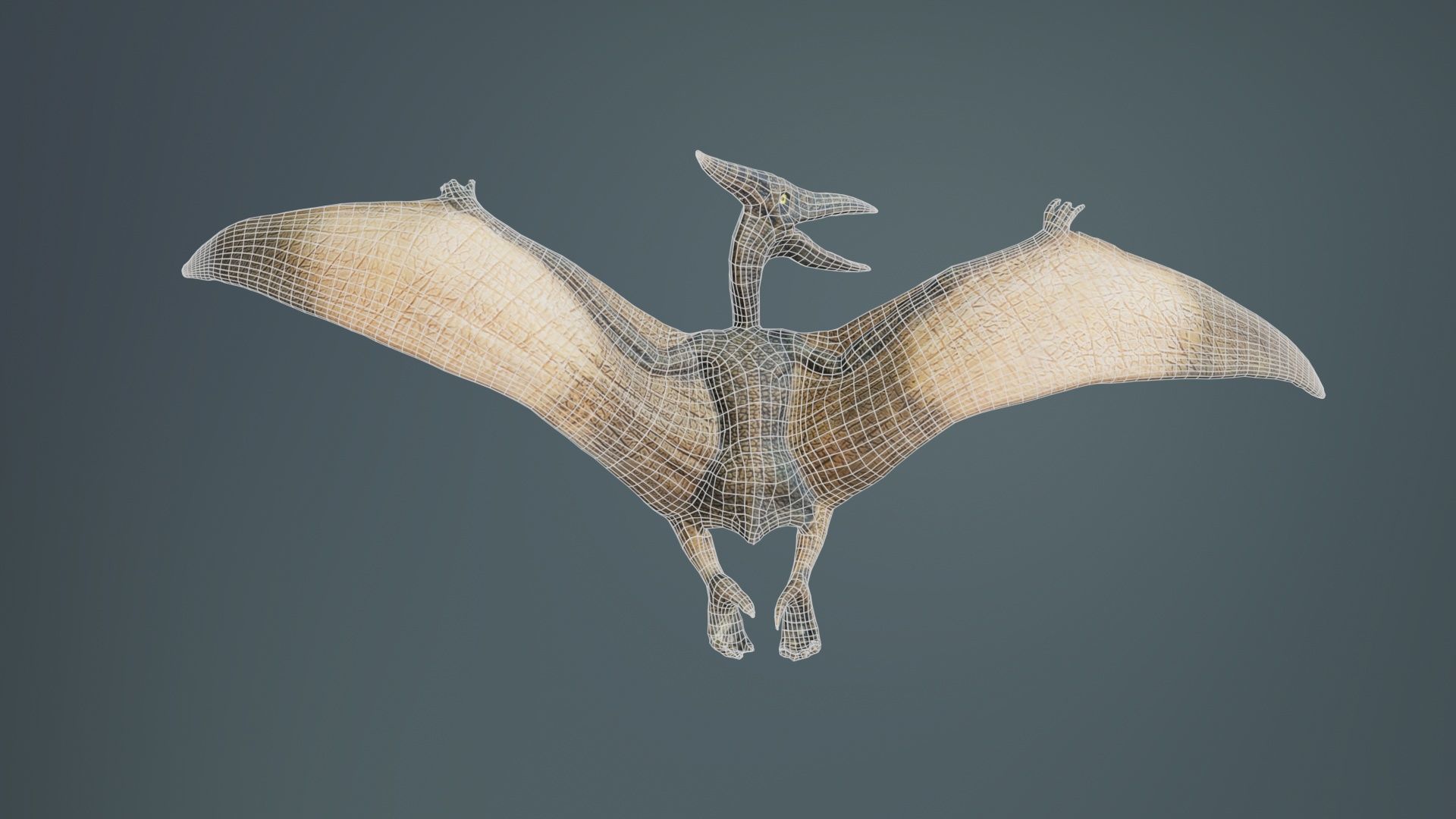 Pterodactylus Low-poly 3D model_10