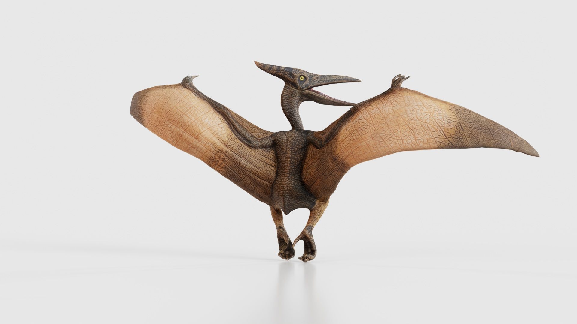 Pterodactylus Low-poly 3D model_20