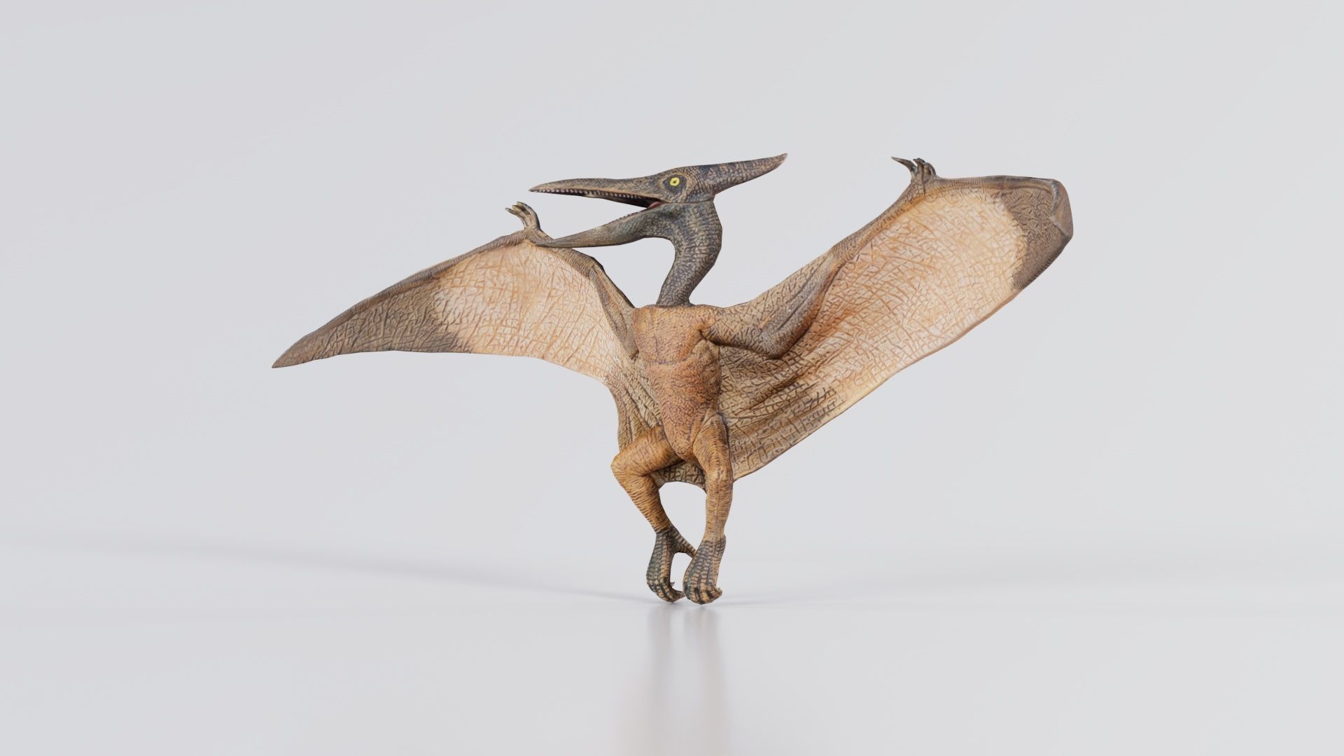 Pterodactylus Low-poly 3D model_3