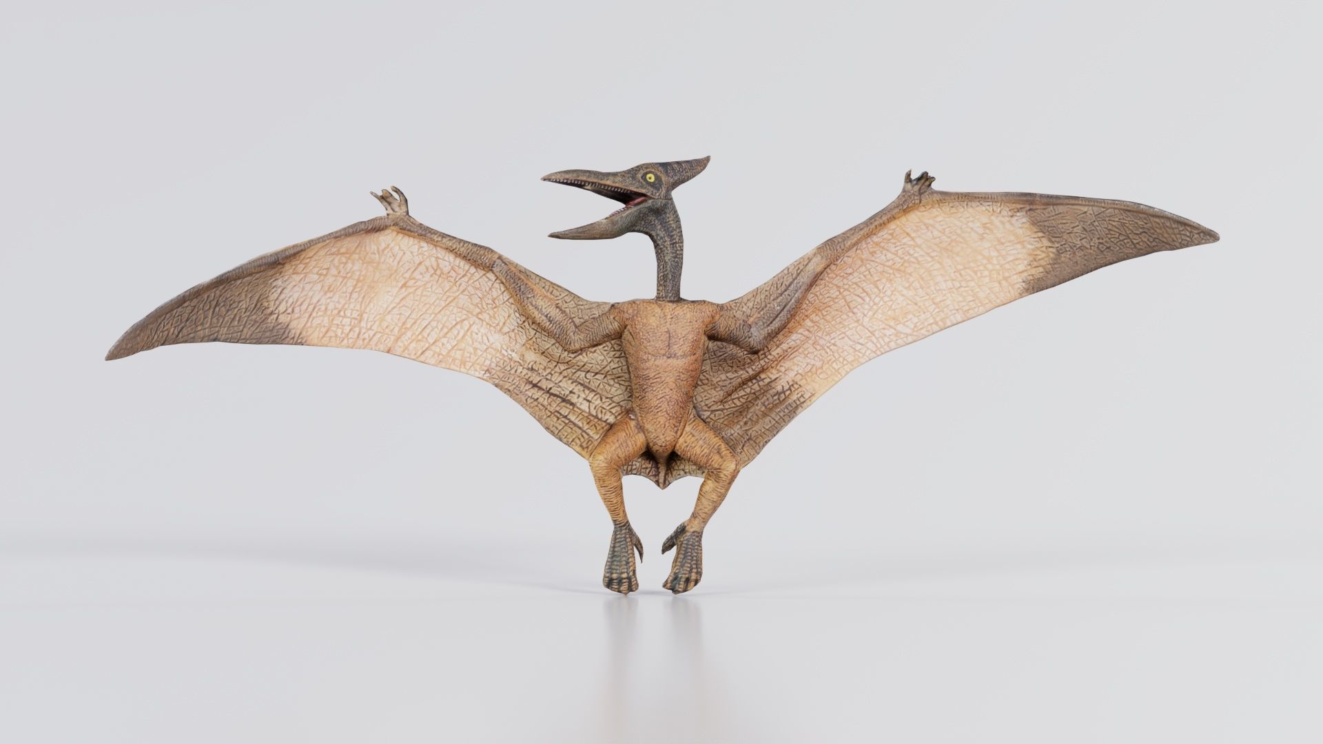 Pterodactylus Low-poly 3D model_2