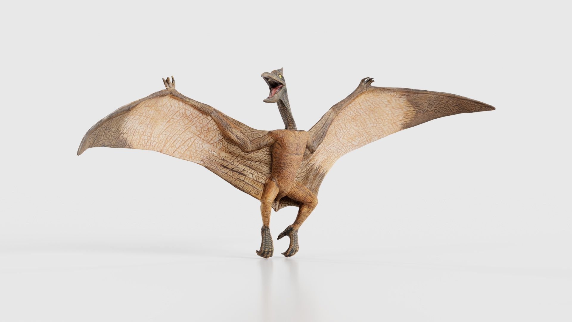 Pterodactylus Low-poly 3D model_16