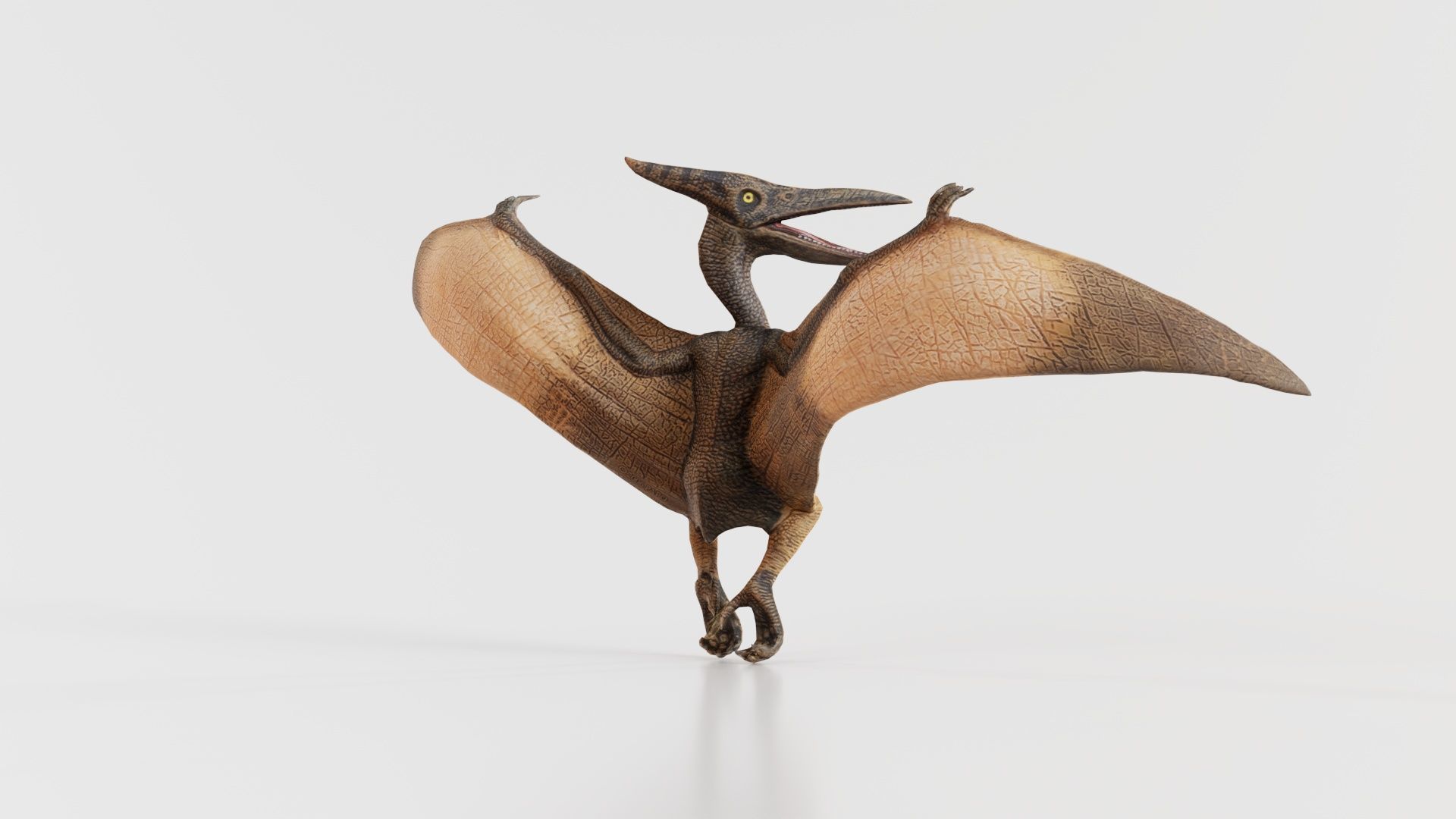 Pterodactylus Low-poly 3D model_1