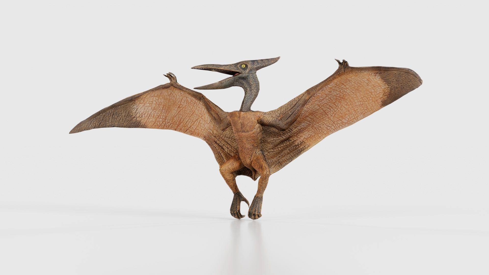 Pterodactylus Low-poly 3D model_26