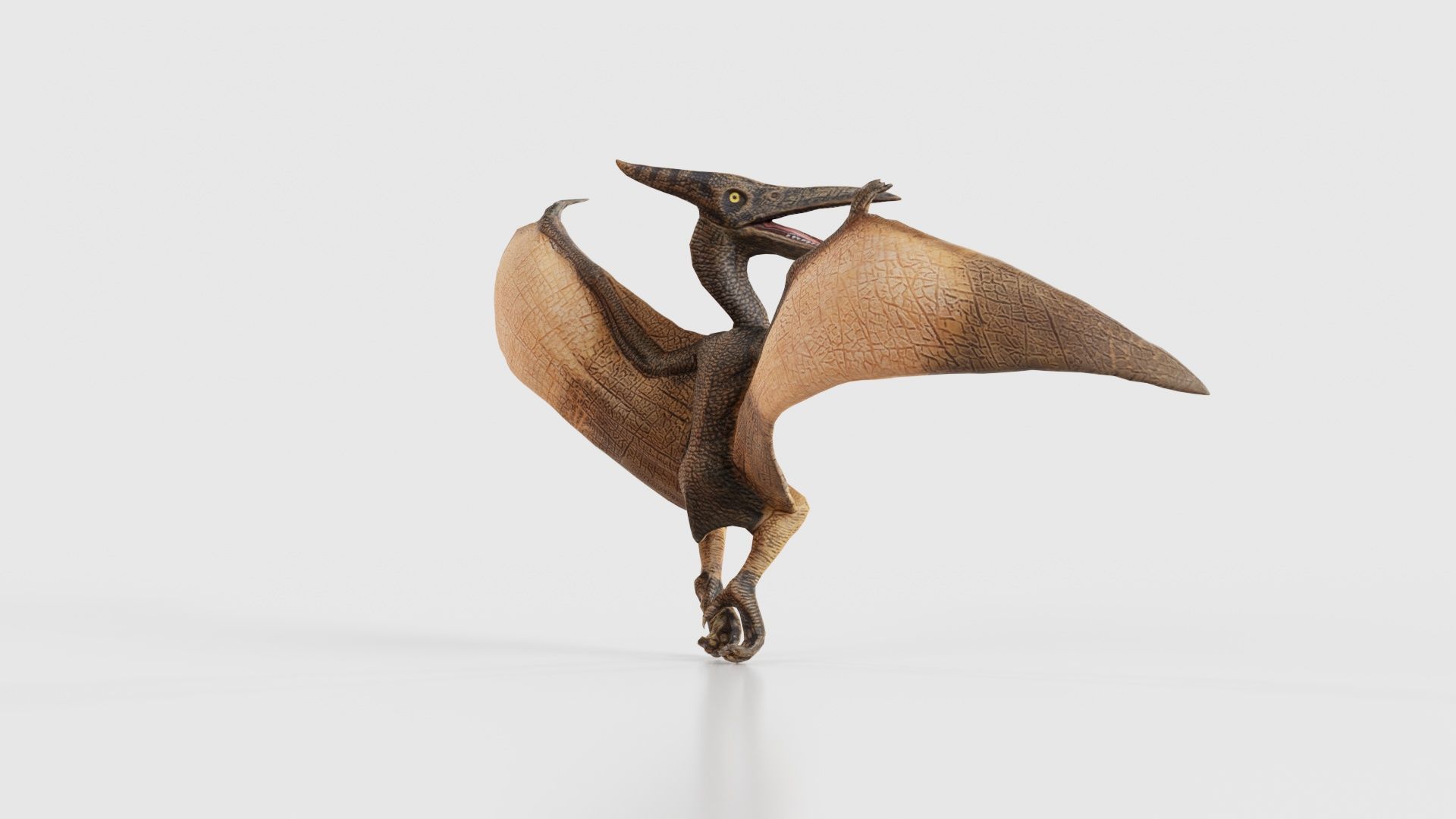 Pterodactylus Low-poly 3D model_19