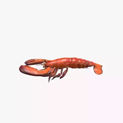 Lobster