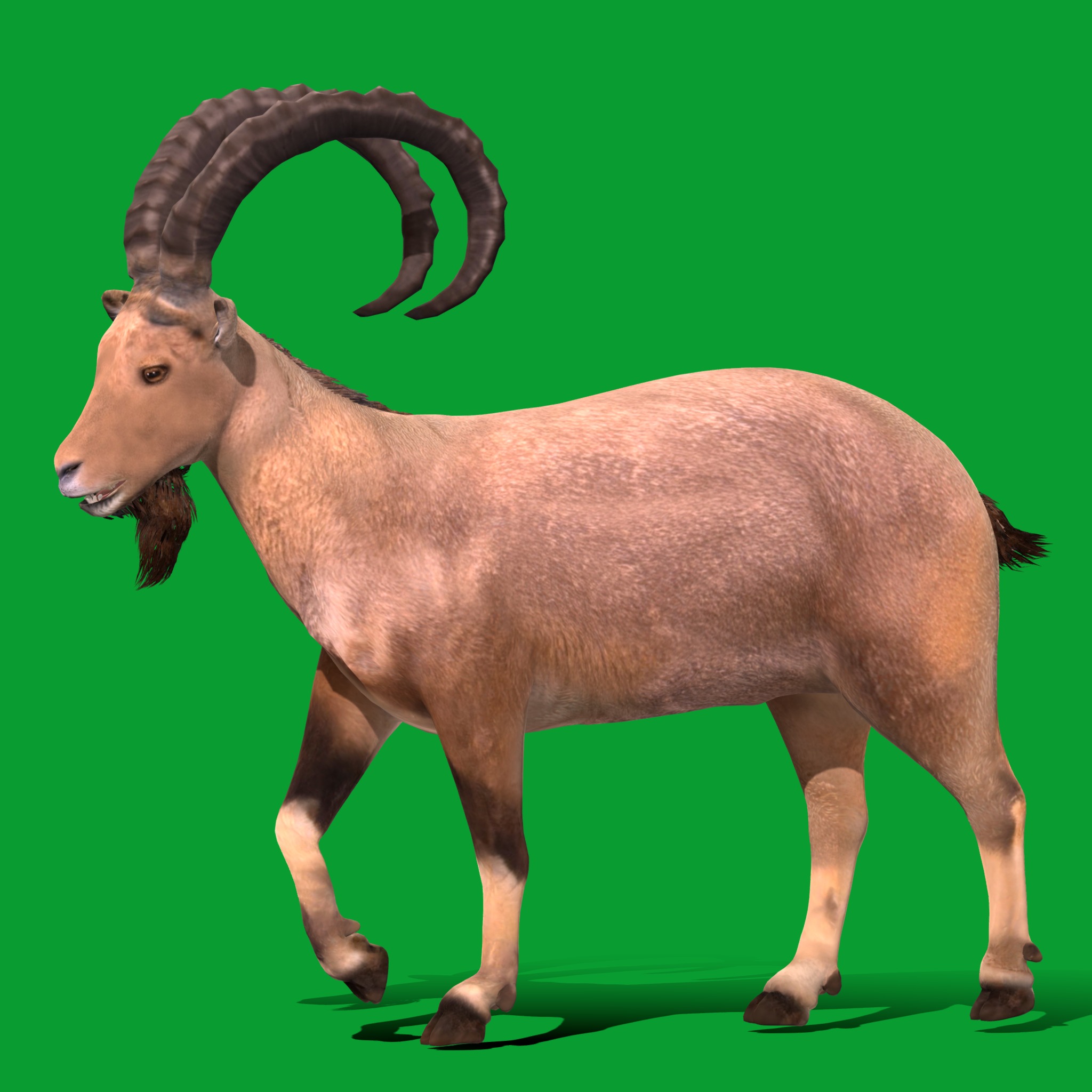 Nubian Ibex Goat Low-poly 3D model_4