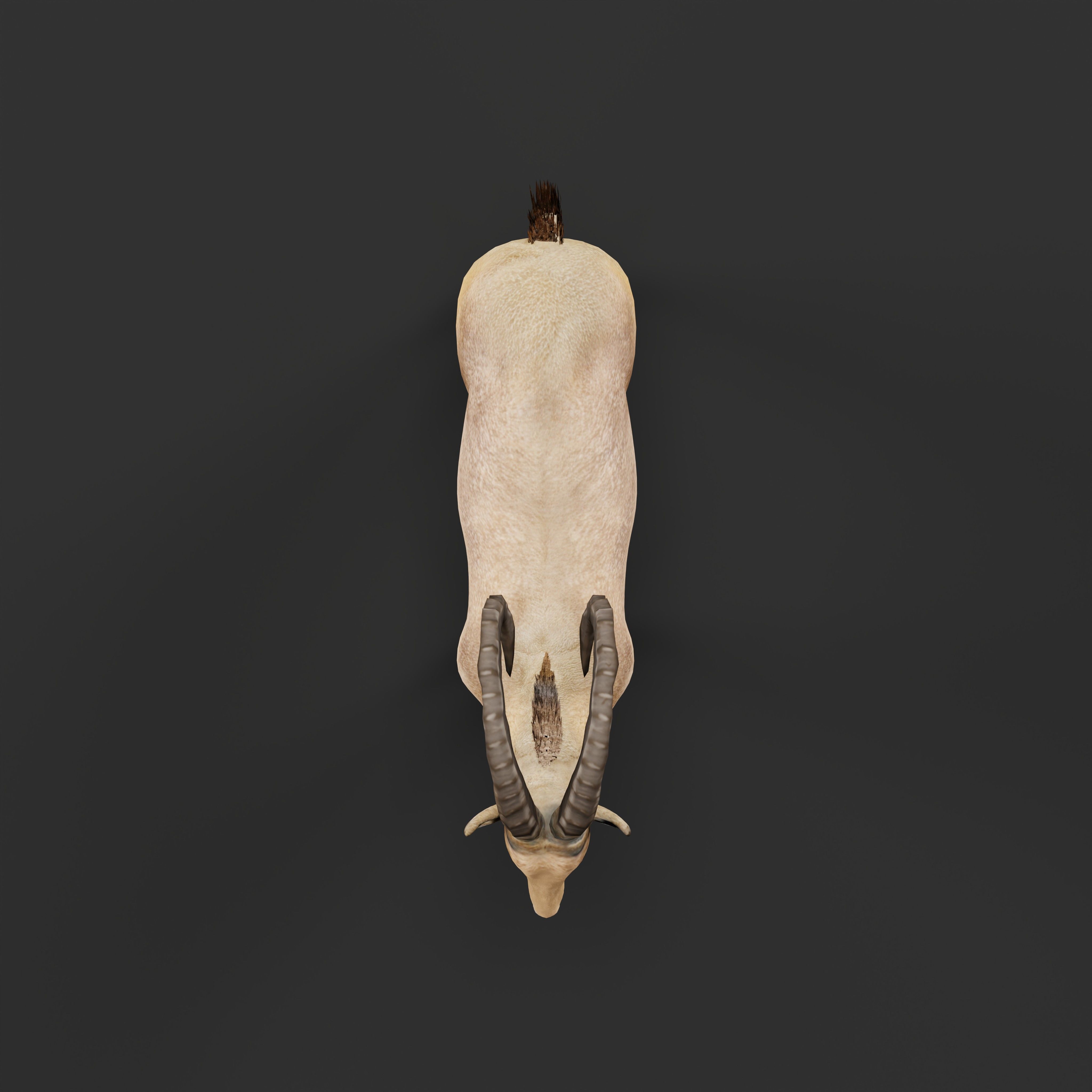 Nubian Ibex Goat Low-poly 3D model_31