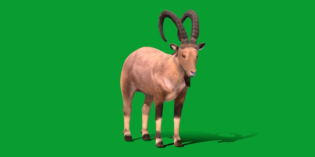 Nubian Ibex Goat Low-poly 3D model_15