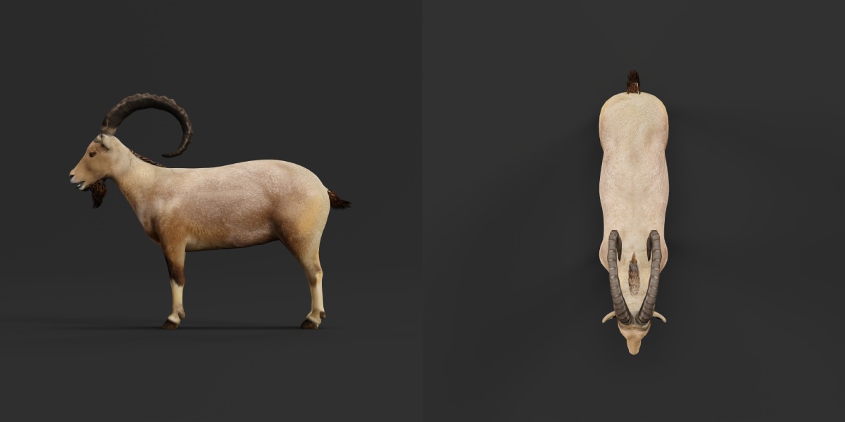 Nubian Ibex Goat Low-poly 3D model_19