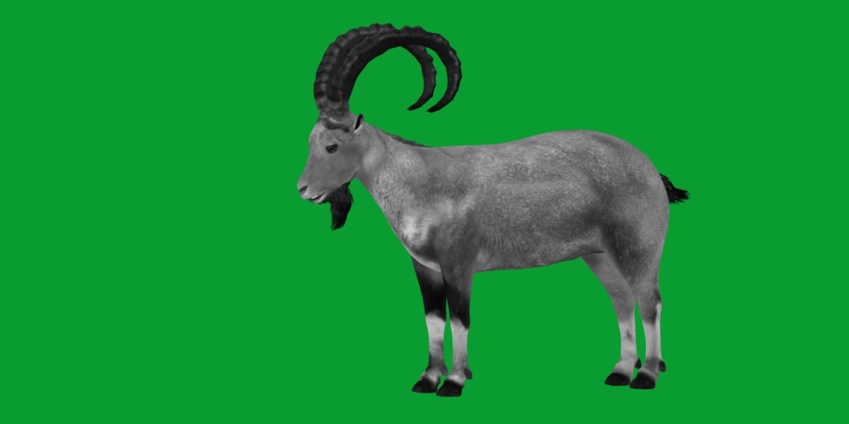 Nubian Ibex Goat Low-poly 3D model_7