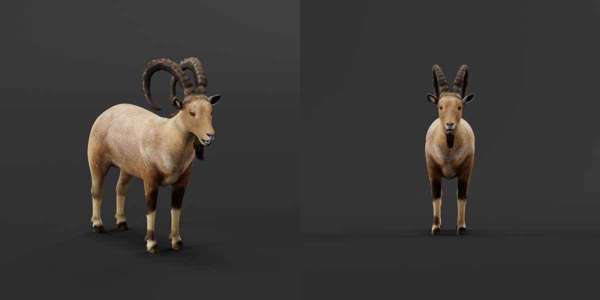 Nubian Ibex Goat Low-poly 3D model_5