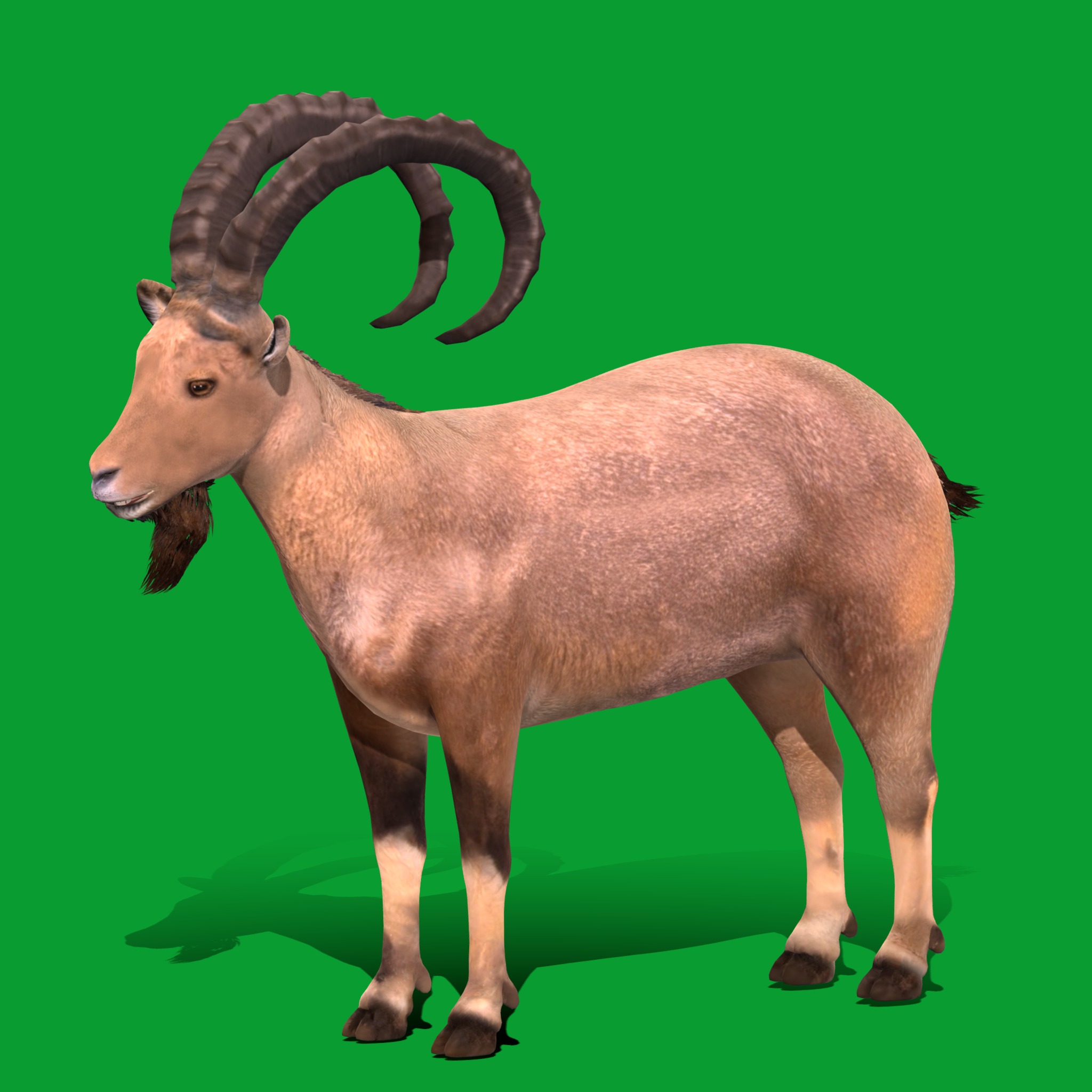 Nubian Ibex Goat Low-poly 3D model_3