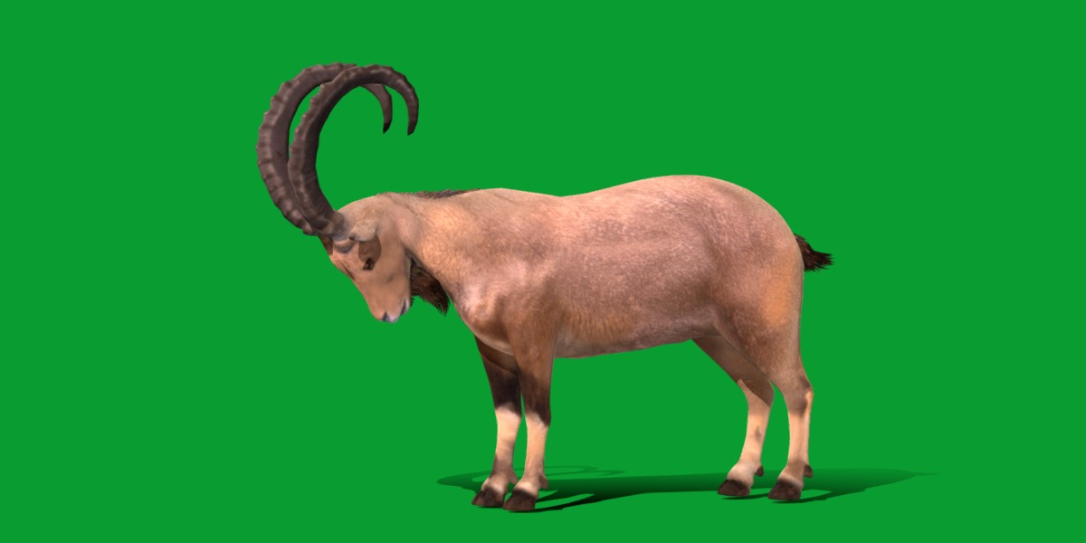 Nubian Ibex Goat Low-poly 3D model_21