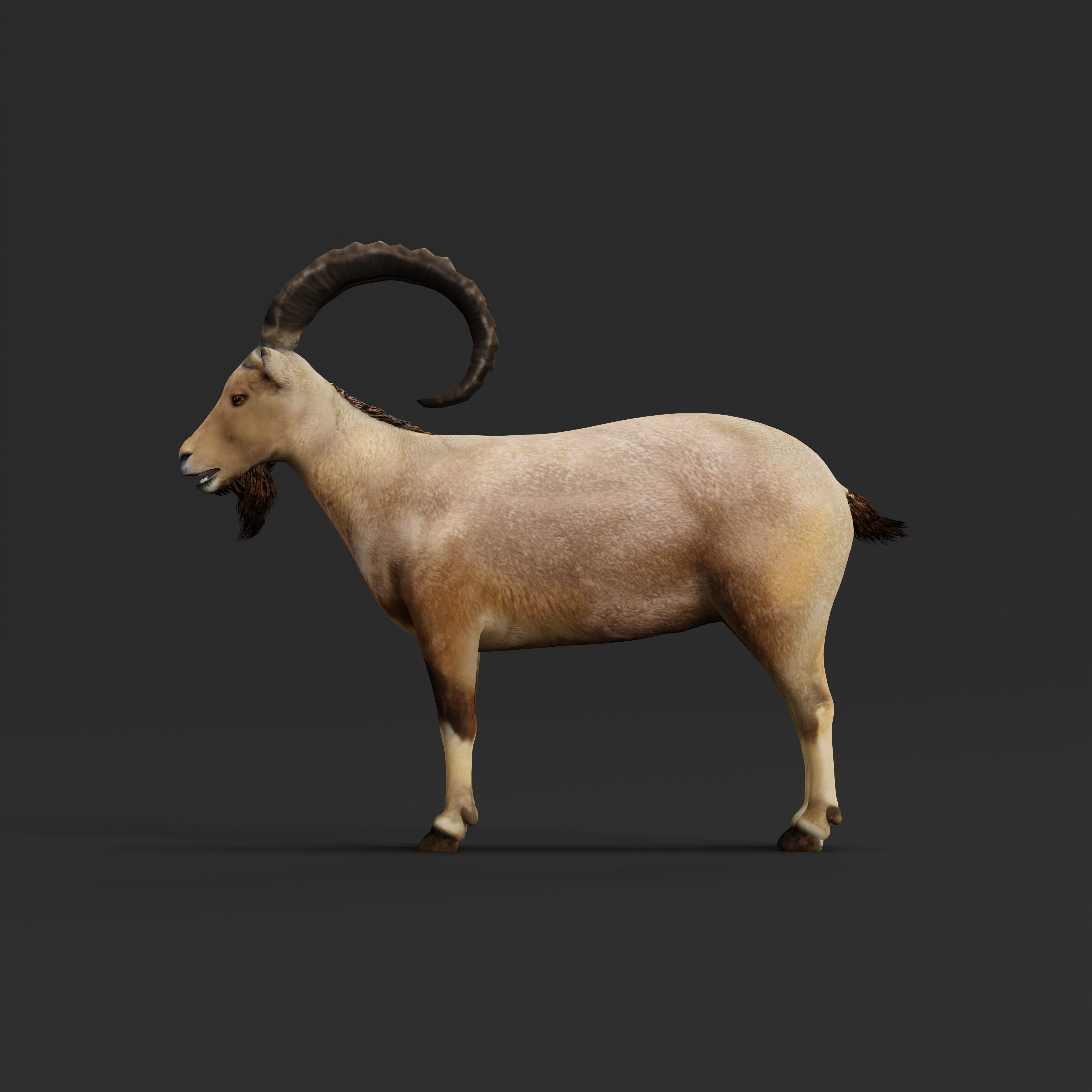 Nubian Ibex Goat Low-poly 3D model_30