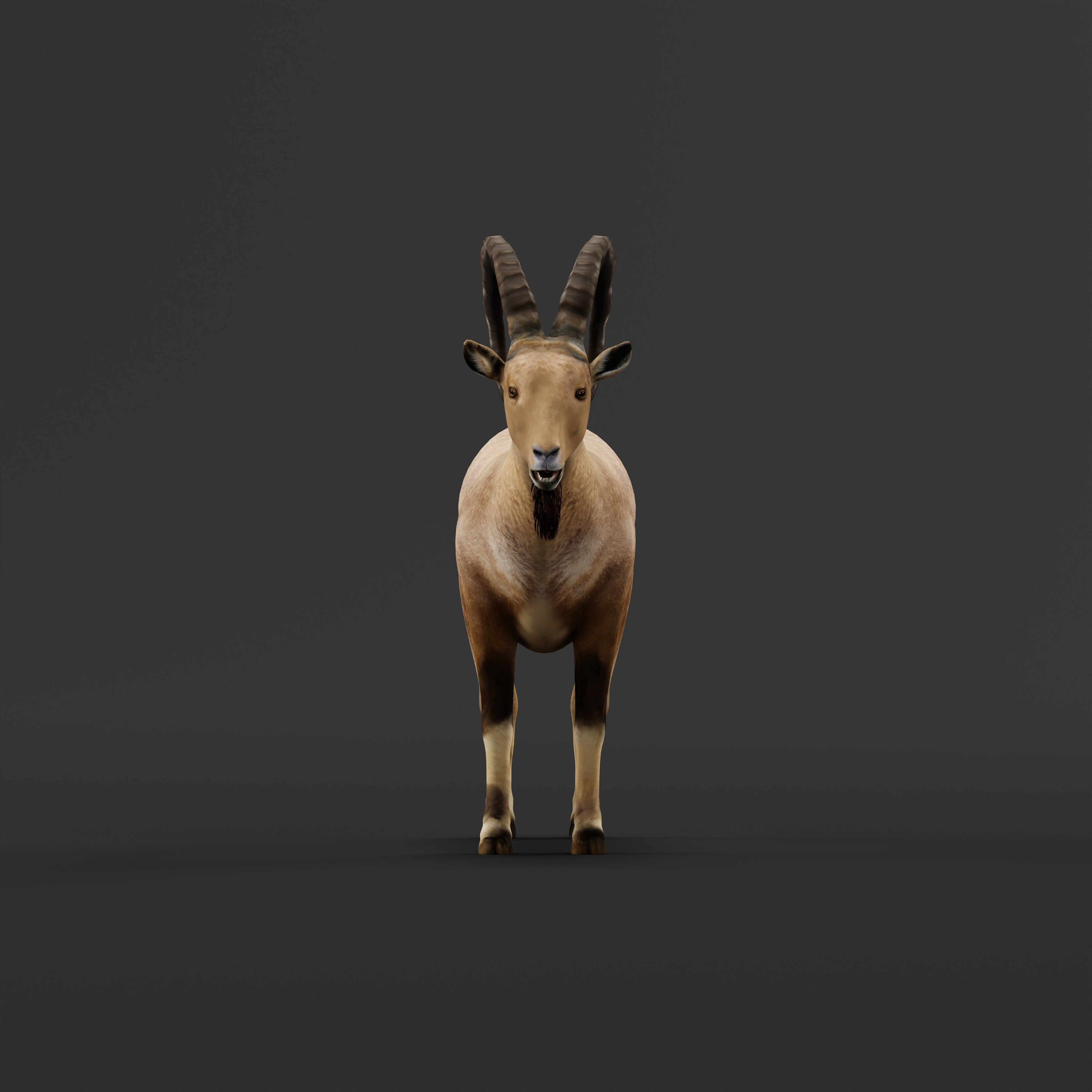 Nubian Ibex Goat Low-poly 3D model_29