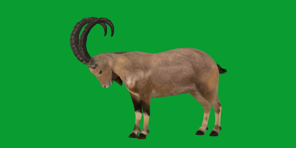 Nubian Ibex Goat Low-poly 3D model_22