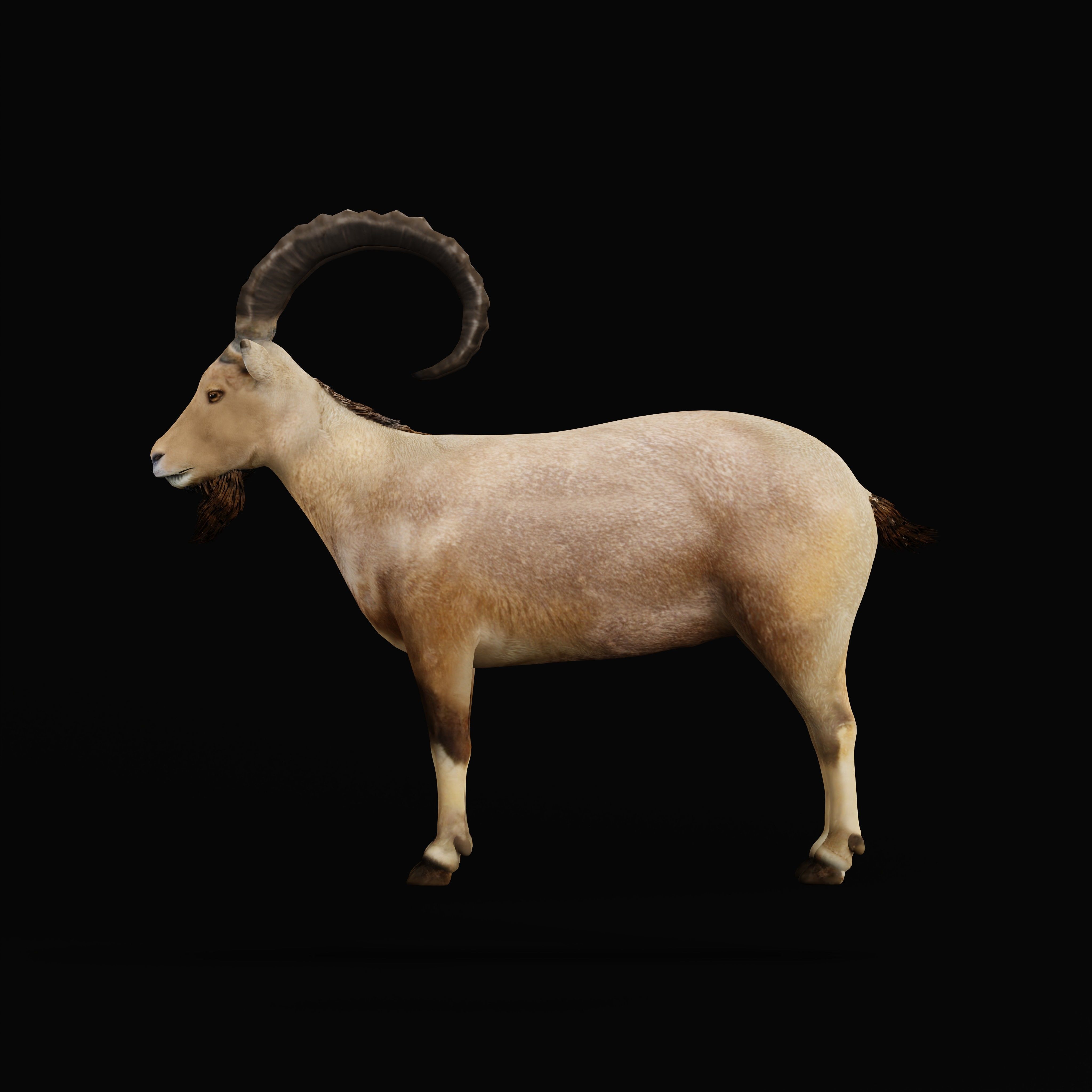 Nubian Ibex Goat Low-poly 3D model_32