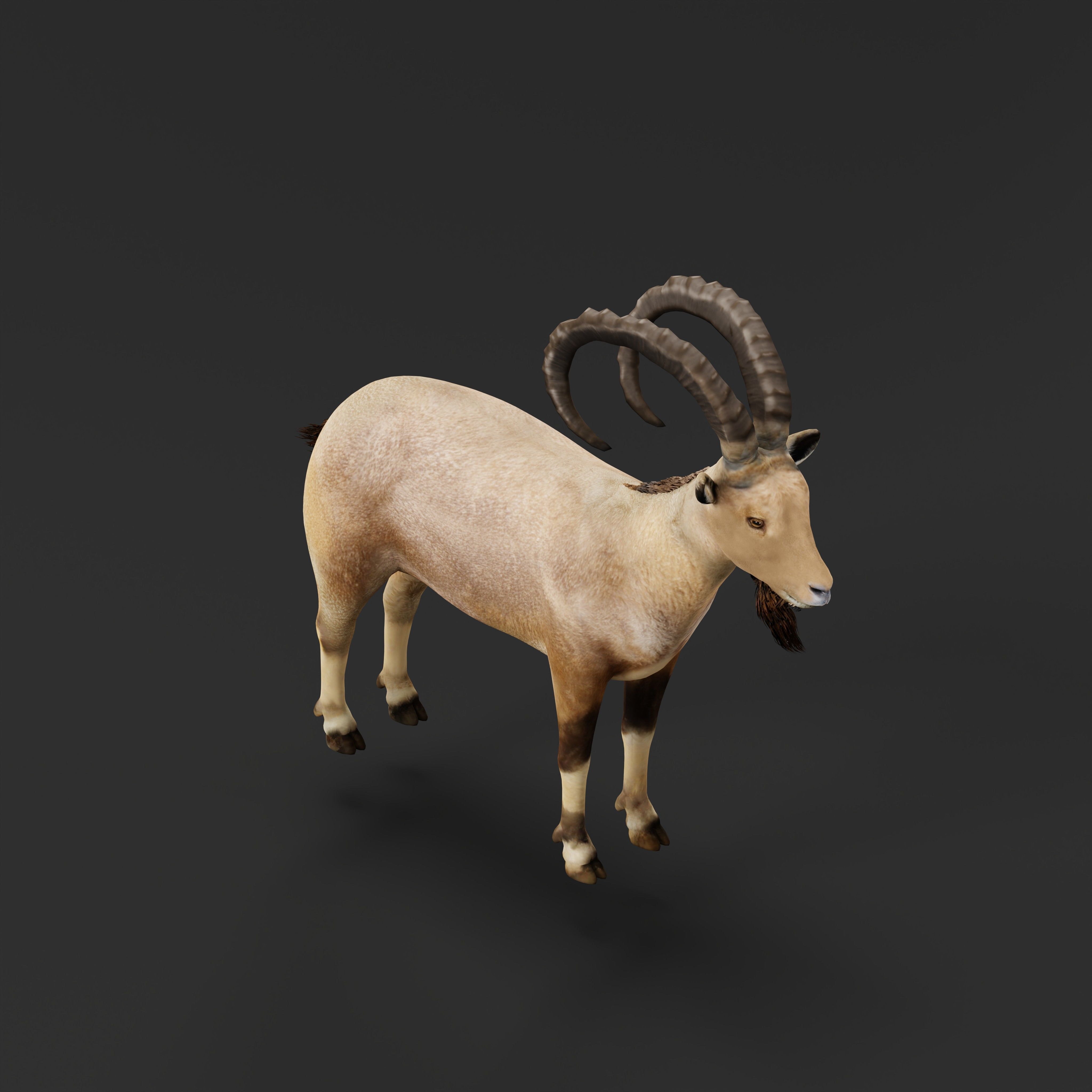 Nubian Ibex Goat Low-poly 3D model_28