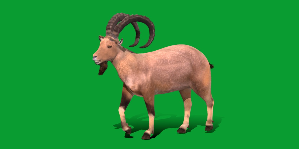 Nubian Ibex Goat Low-poly 3D model_16