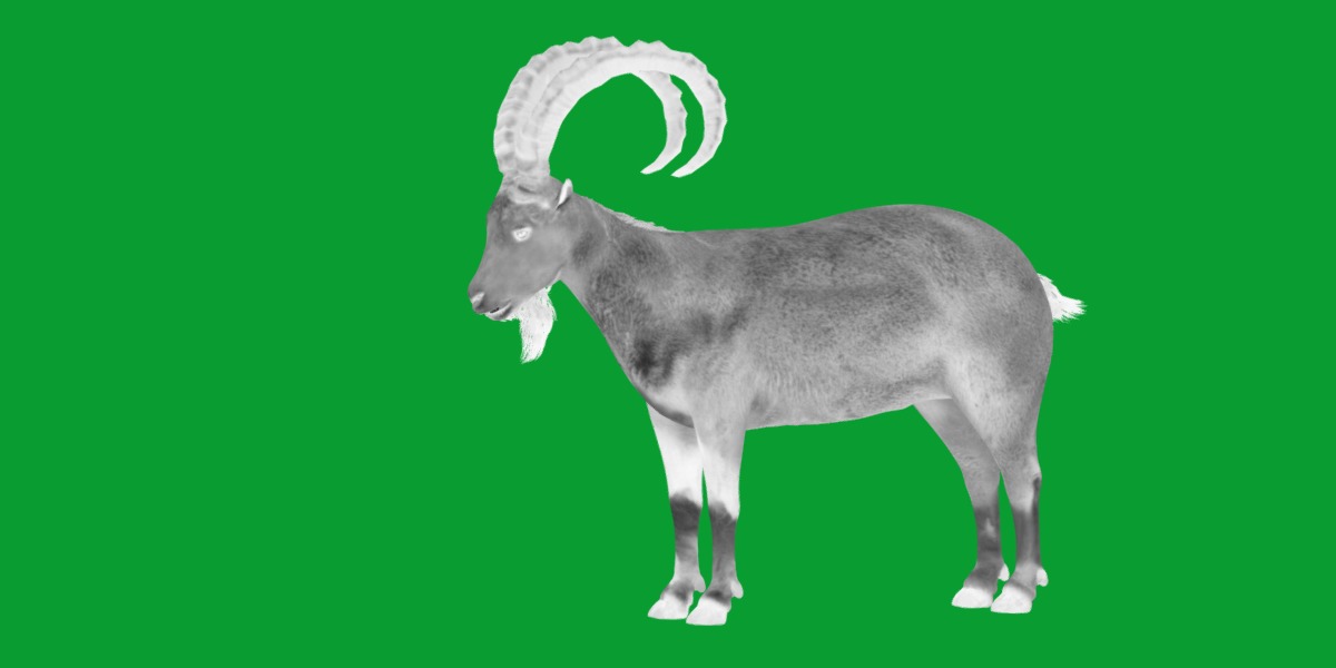 Nubian Ibex Goat Low-poly 3D model_6