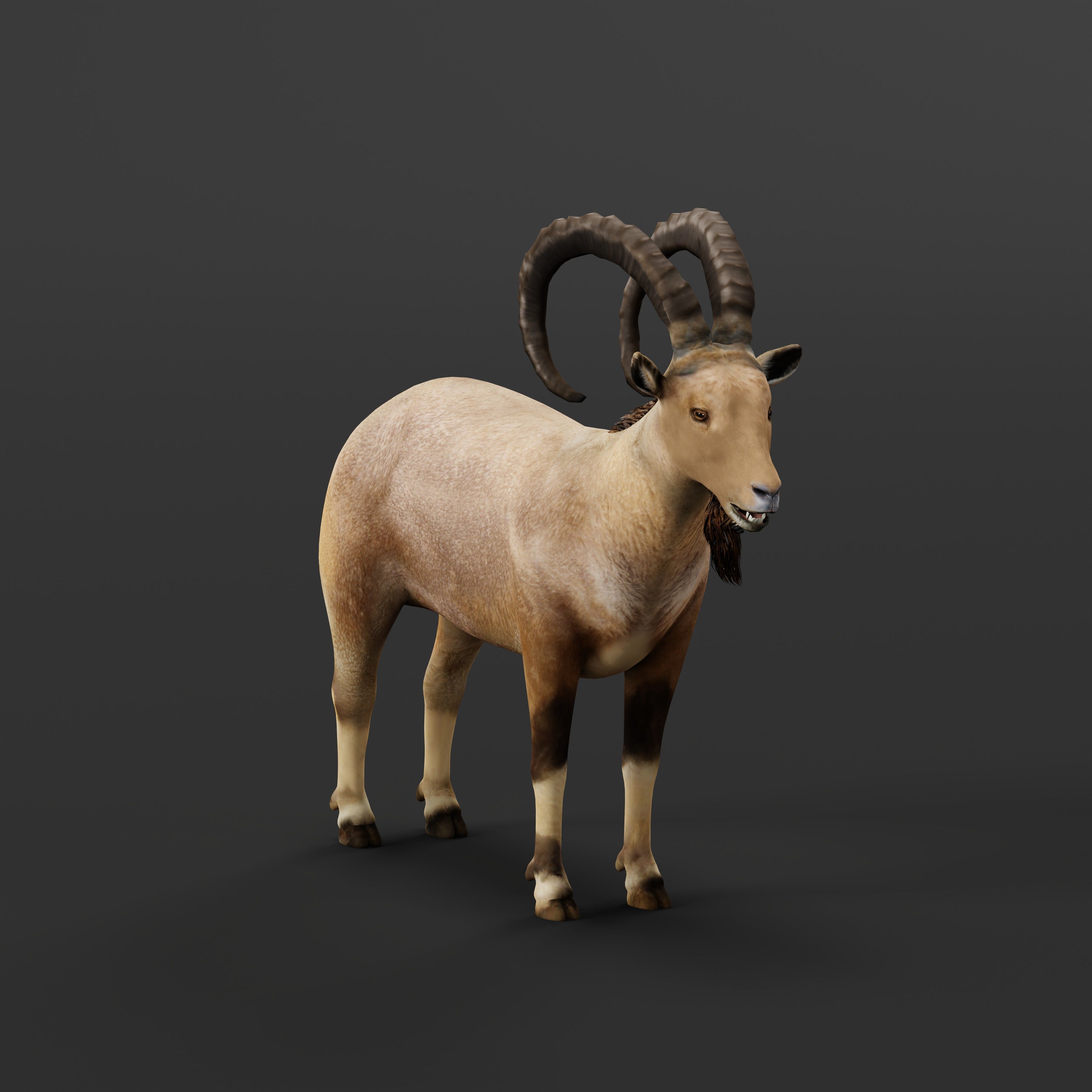 Nubian Ibex Goat Low-poly 3D model_27