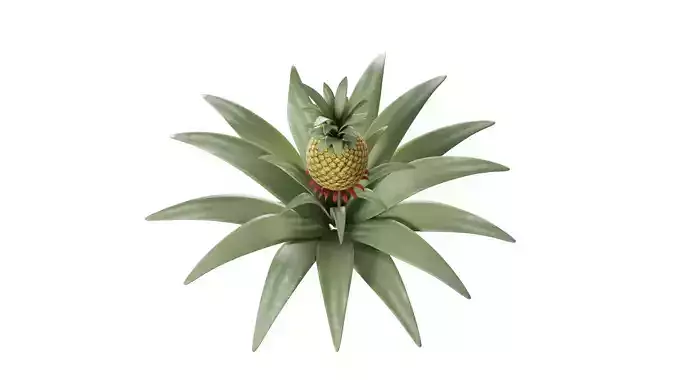 3D Pineapple Tree With Rig