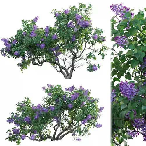Syringa vulgaris - Common Lilac 01