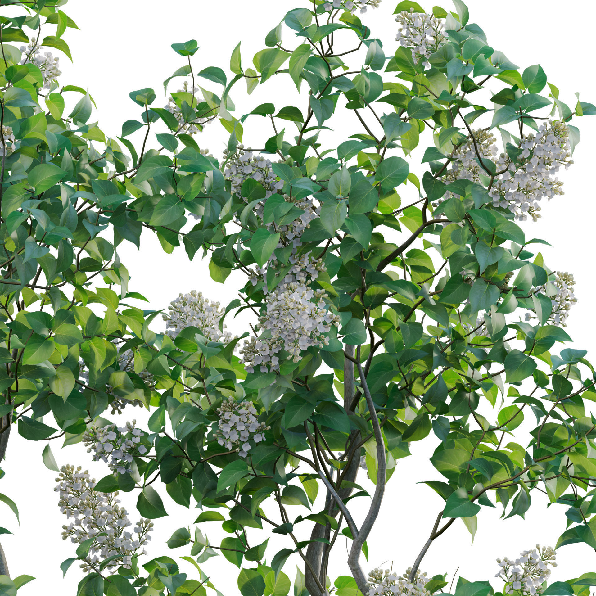 Syringa vulgaris - Common Lilac 02 Low-poly 3D model_3