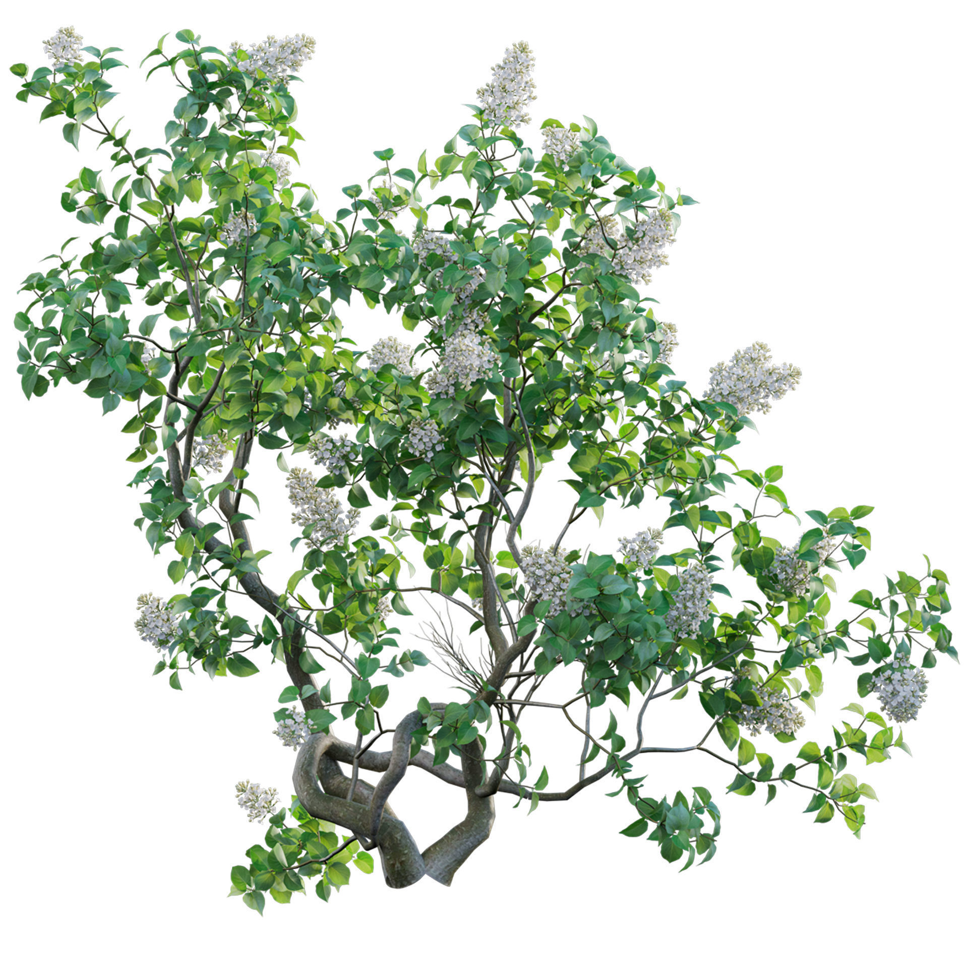 Syringa vulgaris - Common Lilac 02 Low-poly 3D model_2