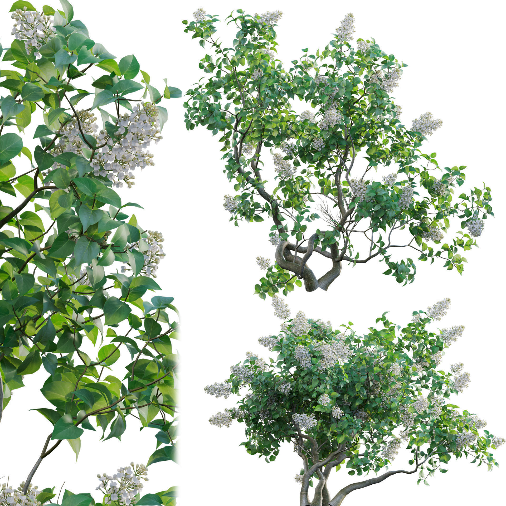 Syringa vulgaris - Common Lilac 02 Low-poly 3D model_1
