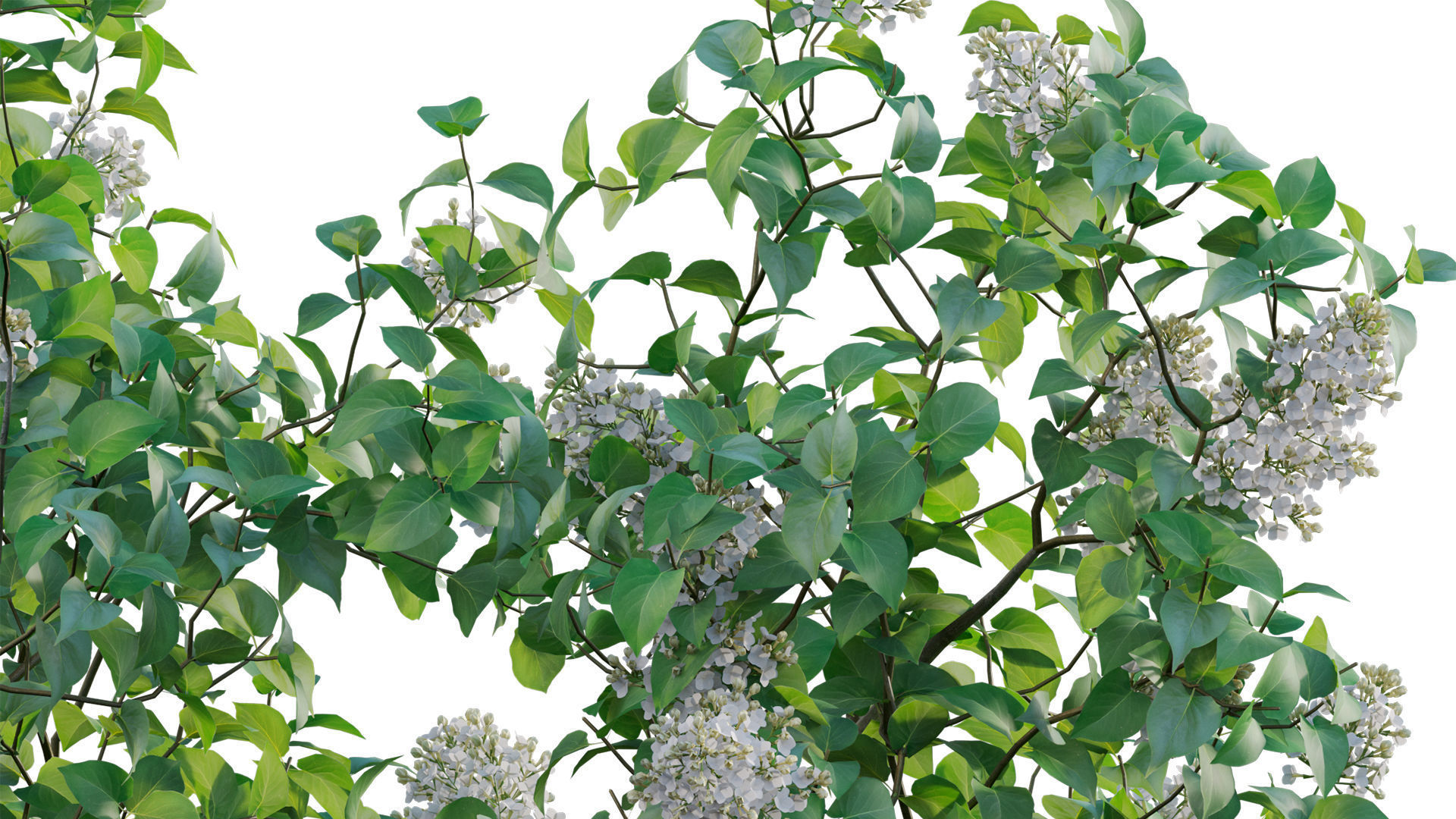 Syringa vulgaris - Common Lilac 02 Low-poly 3D model_6