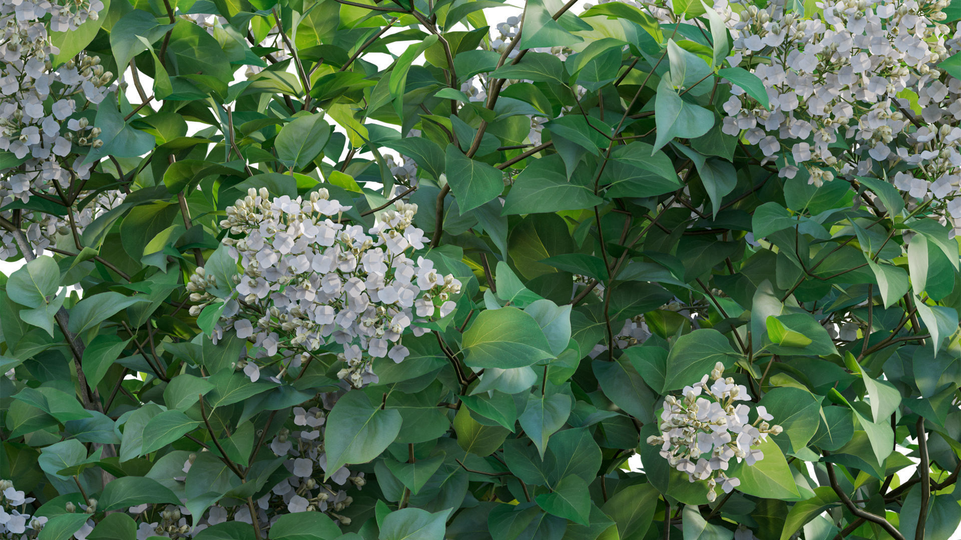 Syringa vulgaris - Common Lilac 02 Low-poly 3D model_9