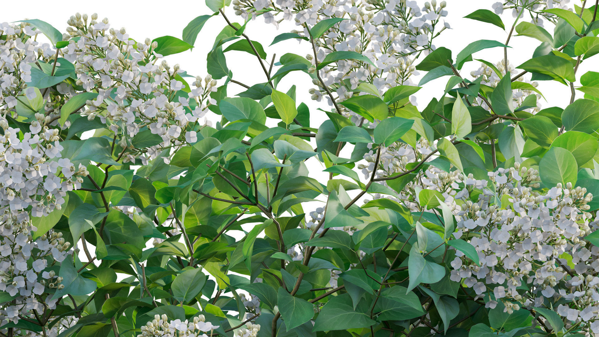 Syringa vulgaris - Common Lilac 02 Low-poly 3D model_8