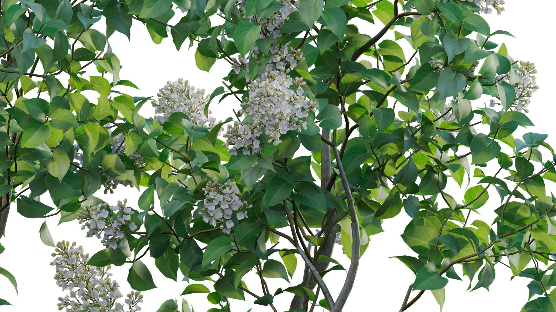 Syringa vulgaris - Common Lilac 02 Low-poly 3D model_7