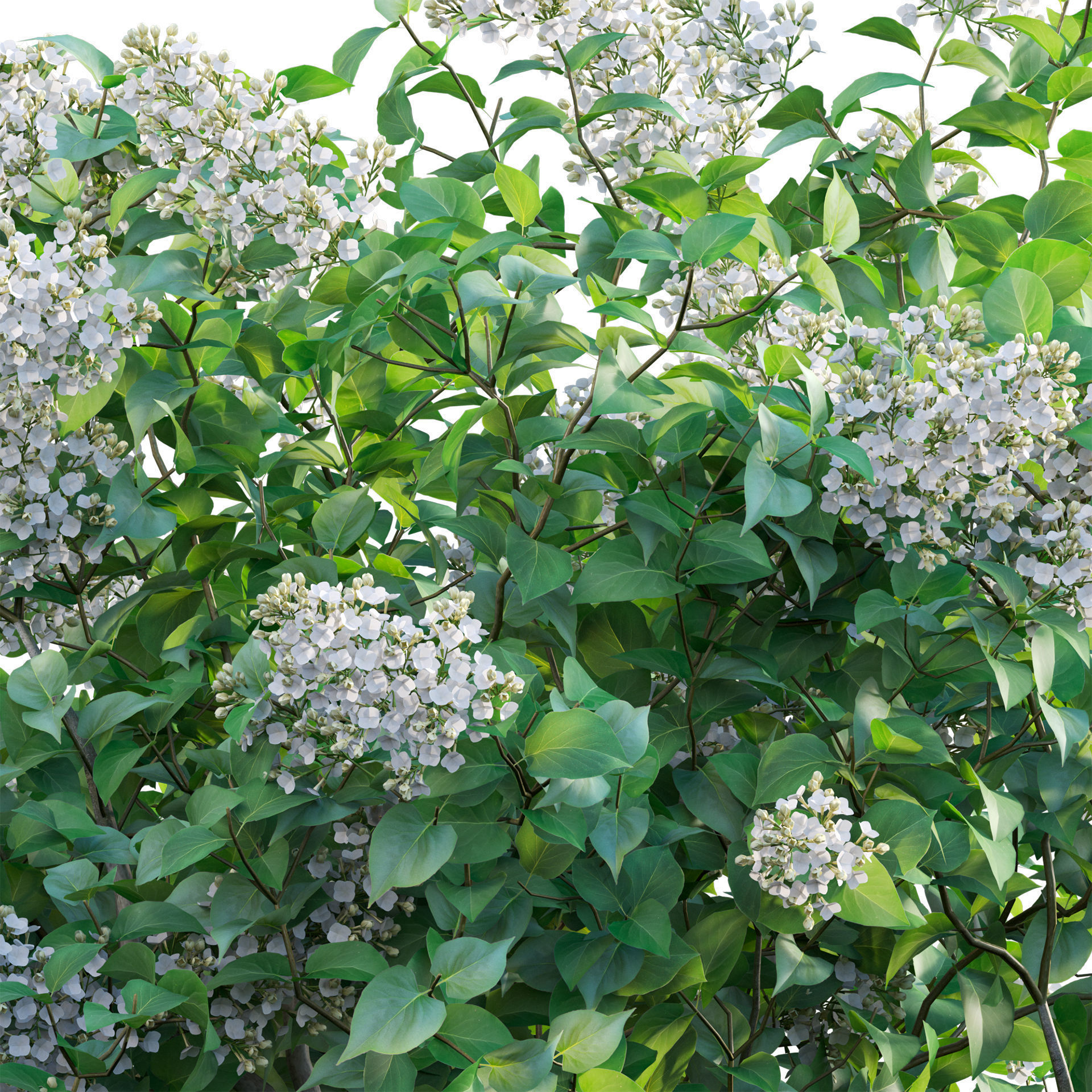 Syringa vulgaris - Common Lilac 02 Low-poly 3D model_4