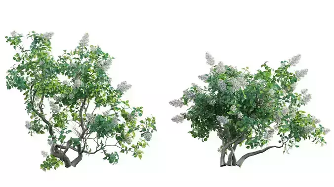 Syringa vulgaris - Common Lilac 02 Low-poly 3D model
