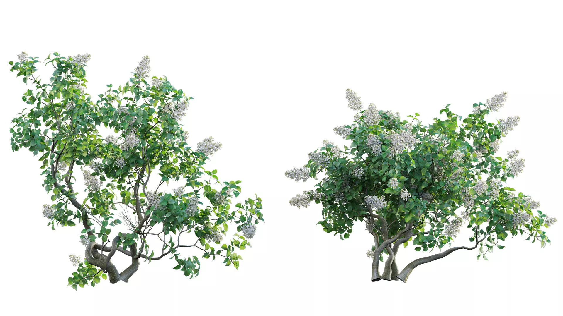 Syringa vulgaris - Common Lilac 02 Low-poly 3D model_0