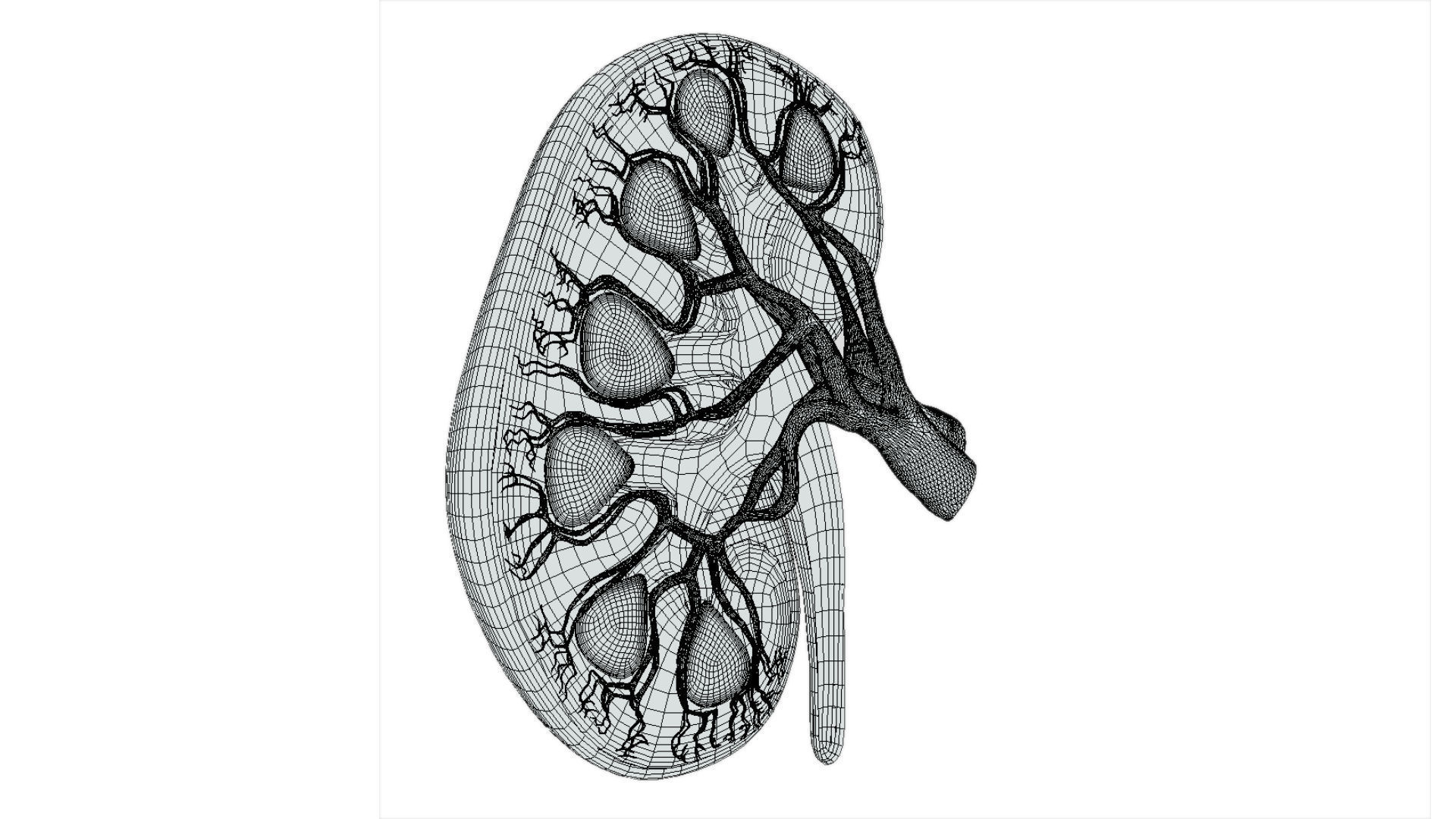 Kidney Low-poly 3D model_8