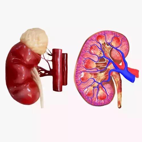 Kidney
