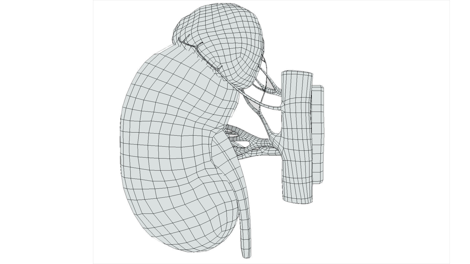 Kidney Low-poly 3D model_7