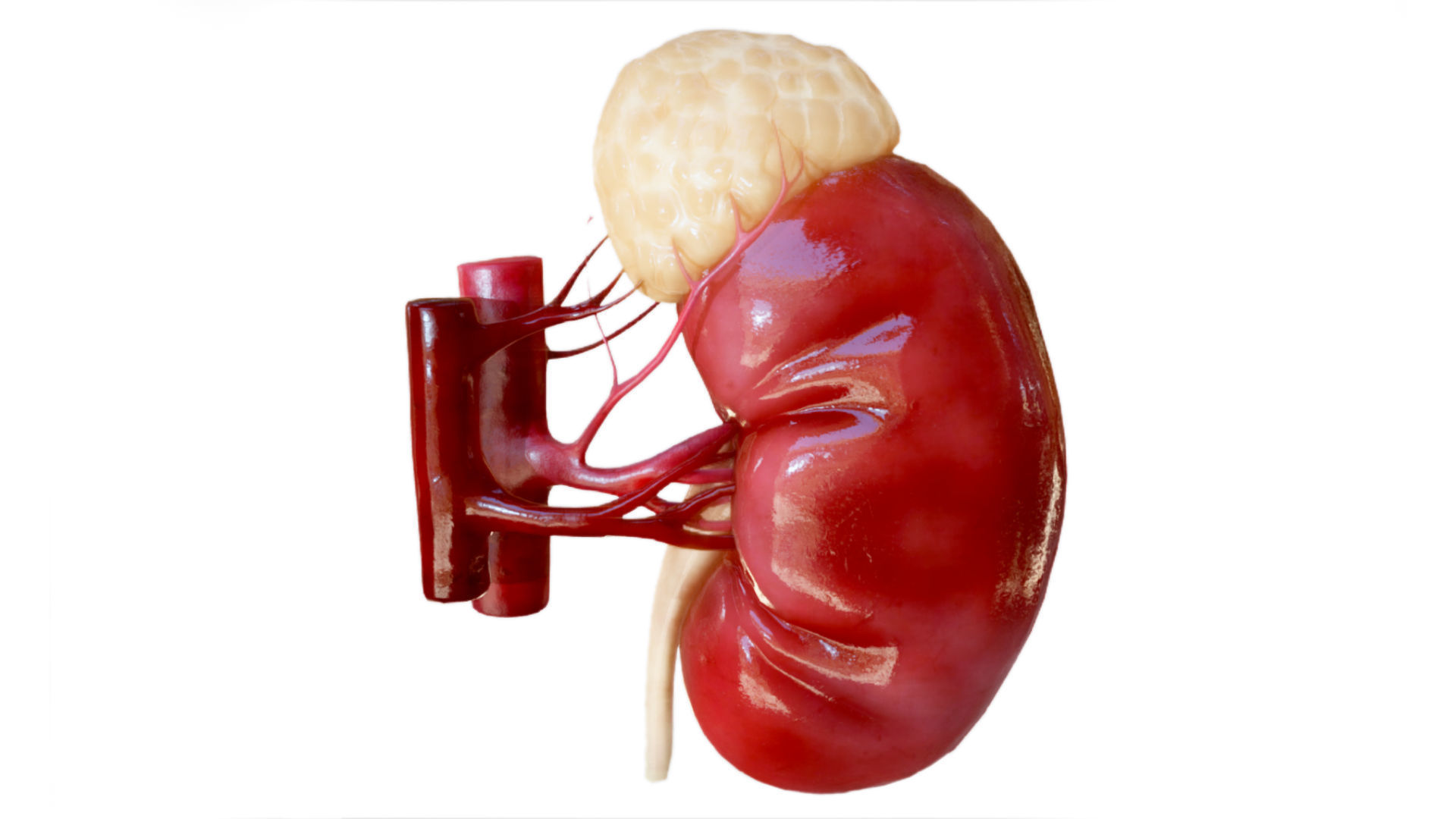 Kidney Low-poly 3D model_4