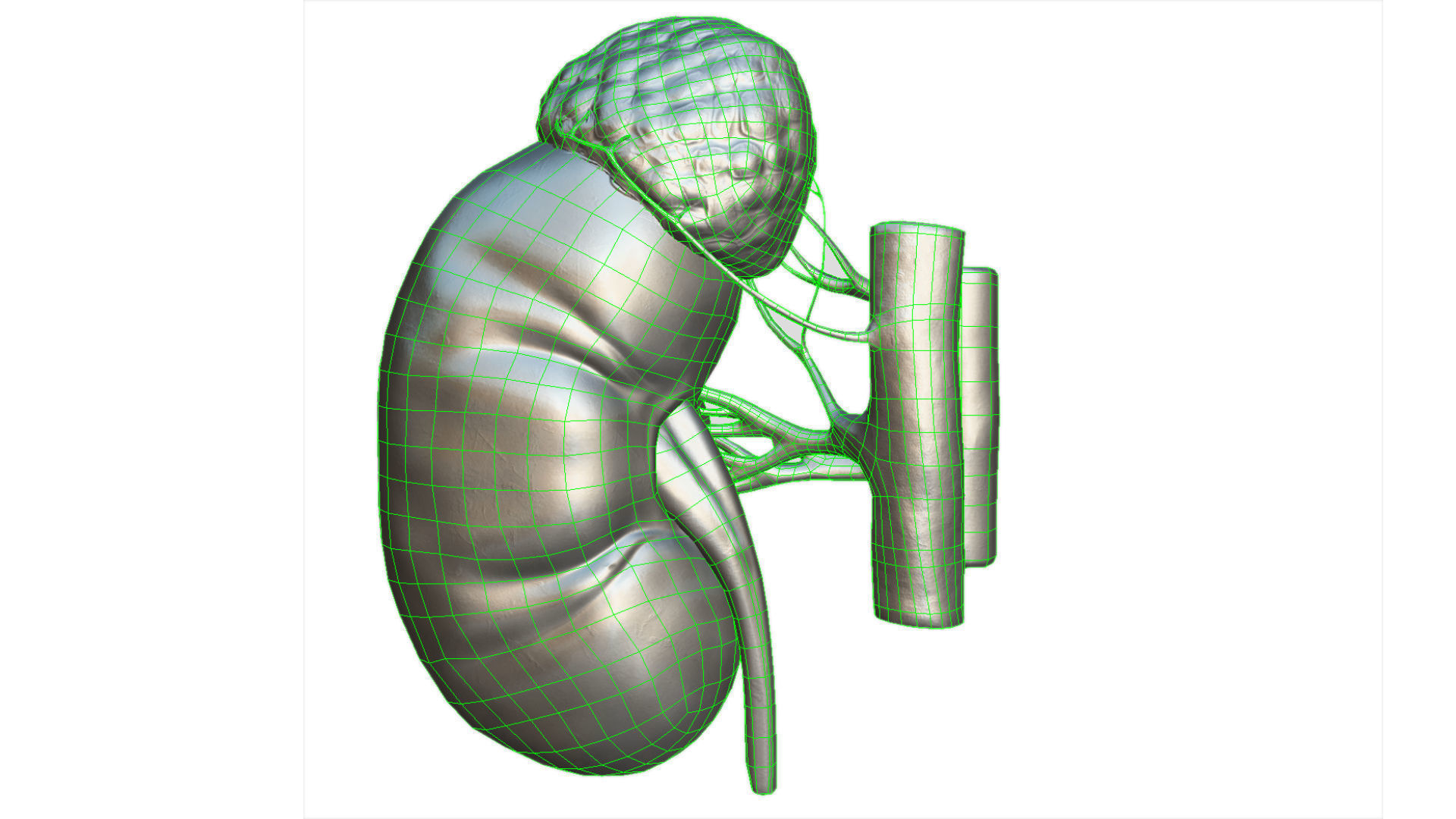 Kidney Low-poly 3D model_9