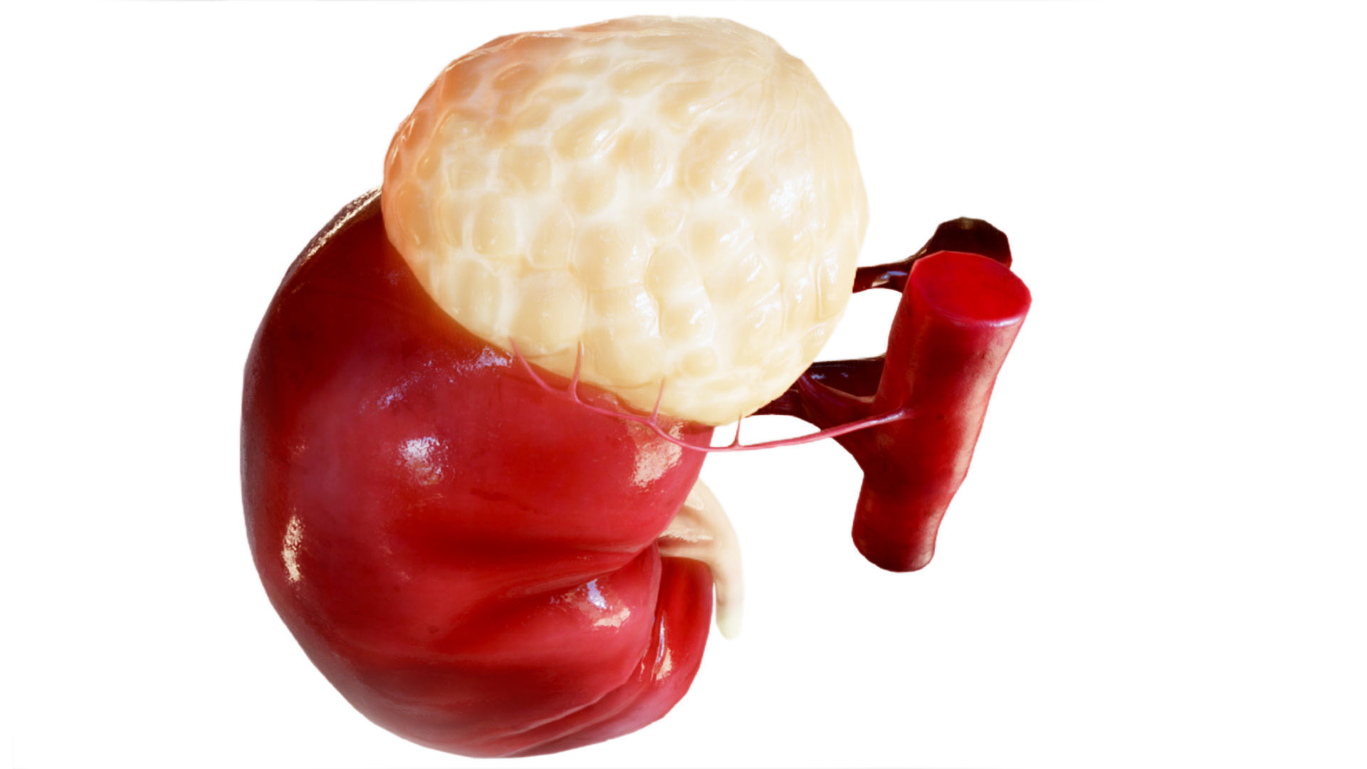 Kidney Low-poly 3D model_3