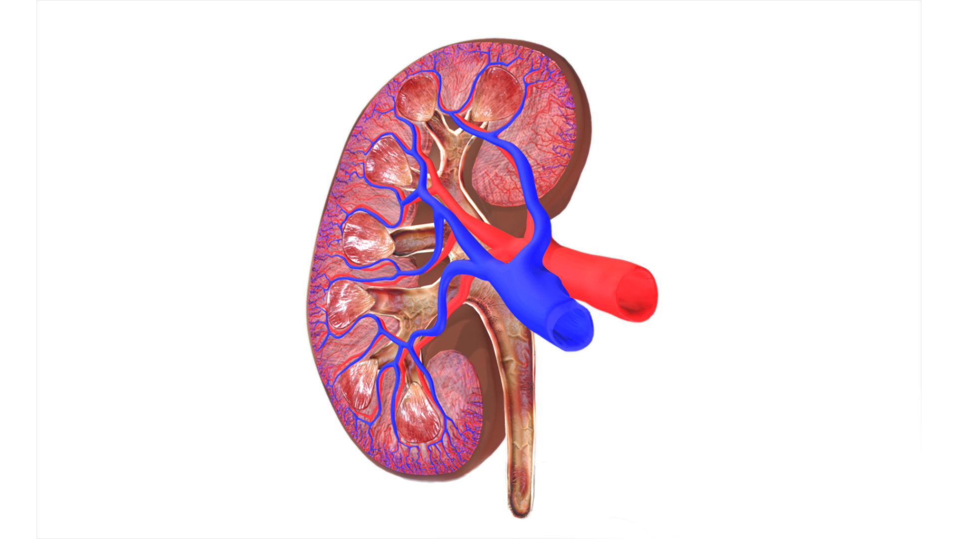 Kidney Low-poly 3D model_6