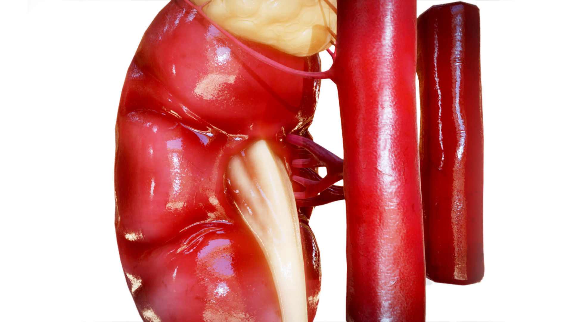 Kidney Low-poly 3D model_2