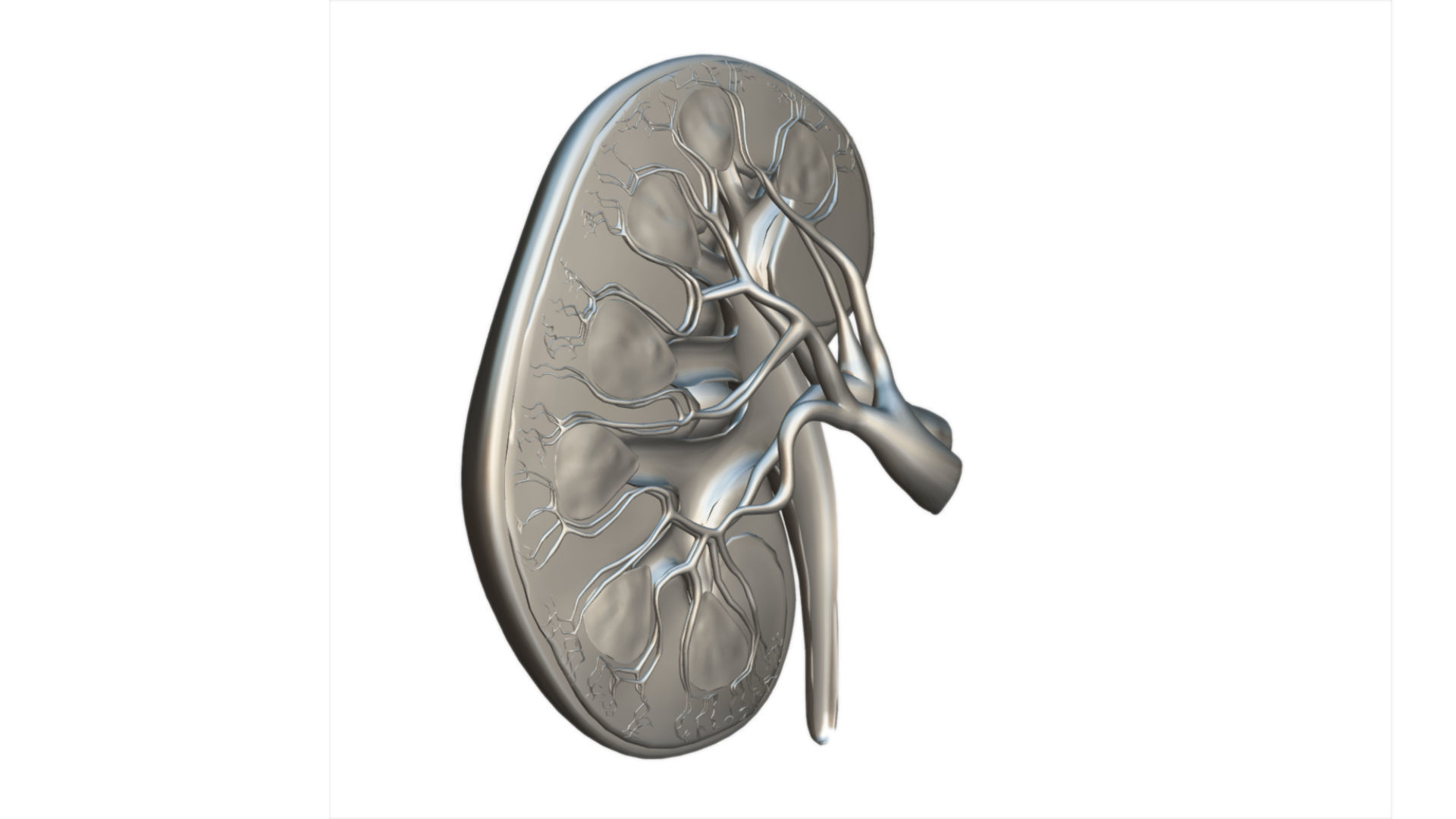 Kidney Low-poly 3D model_10
