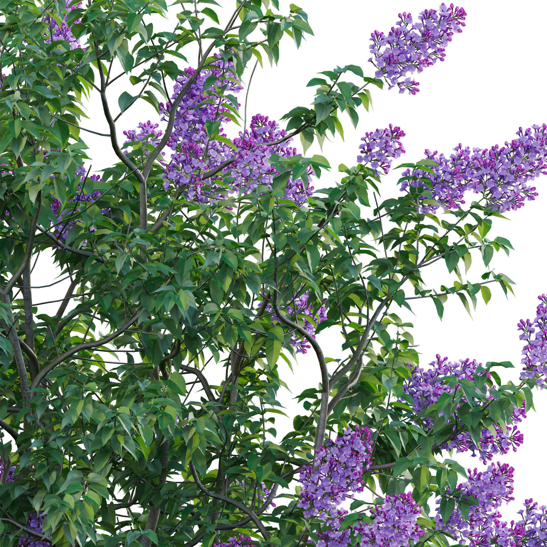 Syringa vulgaris - Common Lilac 04 Low-poly 3D model_3